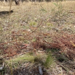 Nassella trichotoma at Watson, ACT - 8 Mar 2023