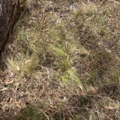 Nassella trichotoma (Serrated Tussock) at The Fair, Watson - 8 Mar 2023 by waltraud