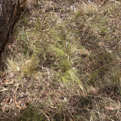 Nassella trichotoma (Serrated Tussock) at Watson, ACT - 8 Mar 2023 by waltraud