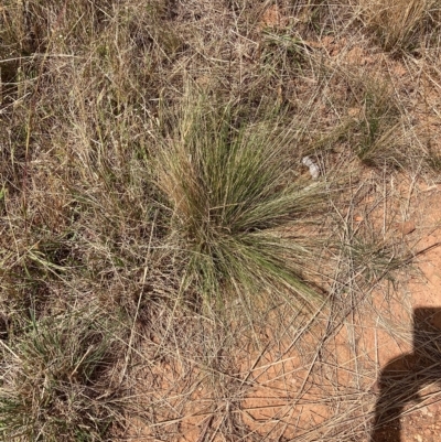 Nassella trichotoma (Serrated Tussock) at The Fair, Watson - 8 Mar 2023 by waltraud