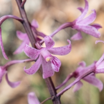 Dipodium roseum (Rosy Hyacinth Orchid) at Cotter River, ACT - 8 Mar 2023 by SWishart