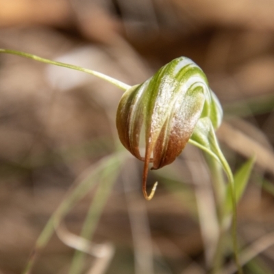 Diplodium decurvum (Summer greenhood) at Cotter River, ACT - 8 Mar 2023 by SWishart