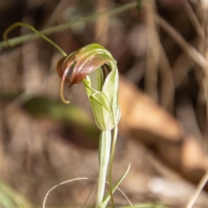 Diplodium decurvum at Cotter River, ACT - 8 Mar 2023