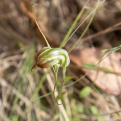 Diplodium decurvum at Cotter River, ACT - 8 Mar 2023