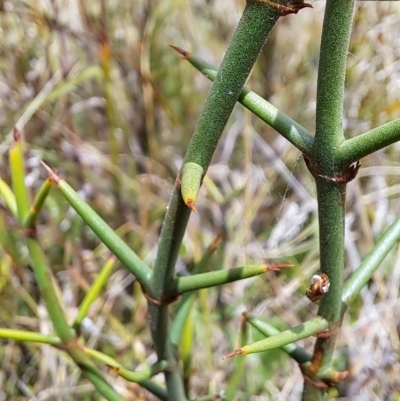 Discaria pubescens (Australian Anchor Plant) at Namadgi National Park - 8 Mar 2023 by LoisElsiePadgham