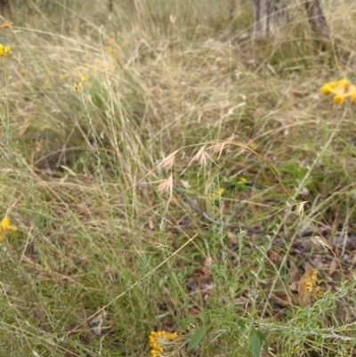 Themeda triandra (Kangaroo Grass) at Hackett, ACT - 8 Mar 2023 by Avery