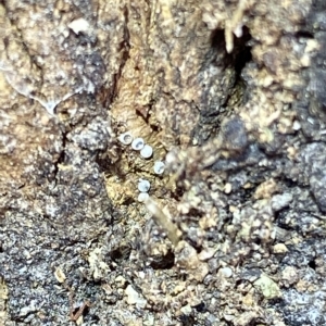 Acrodipsas myrmecophila at suppressed - 8 Mar 2023