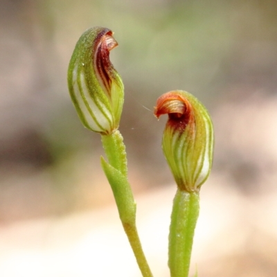 Pterostylis furva at Wingecarribee Local Government Area - 8 Mar 2023 by Snowflake