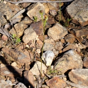 Speculantha furva at Robertson, NSW - suppressed