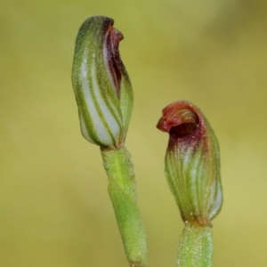 Speculantha furva at Robertson, NSW - 8 Mar 2023