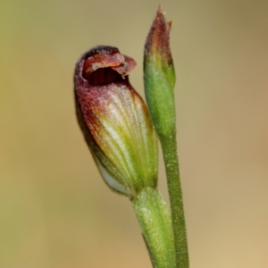 Speculantha furva at Robertson, NSW - suppressed