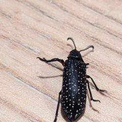 Rhipicera (Agathorhipis) femorata (Feather-horned beetle) at Watson, ACT - 8 Mar 2023 by AniseStar