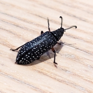 Rhipicera (Agathorhipis) femorata at Watson, ACT - 8 Mar 2023