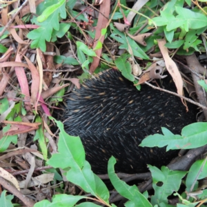 Tachyglossus aculeatus at Kambah, ACT - 8 Mar 2023