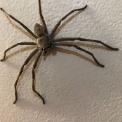 Isopeda sp. (genus) (Huntsman Spider) at Flea Bog Flat to Emu Creek Corridor - 27 Feb 2023 by JohnGiacon