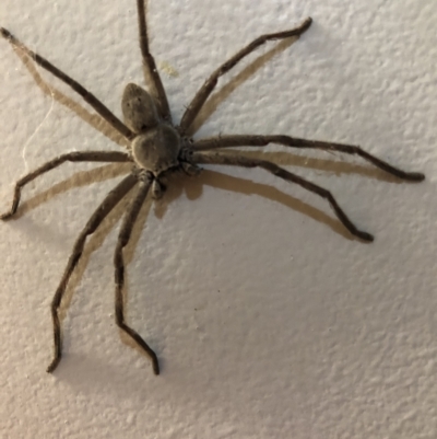 Isopeda (genus) (Huntsman Spider) at Belconnen, ACT - 27 Feb 2023 by JohnGiacon