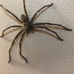 Isopeda sp. (genus) (Huntsman Spider) at Belconnen, ACT - 27 Feb 2023 by JohnGiacon