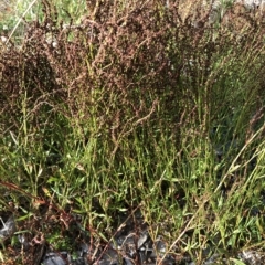 Gonocarpus tetragynus (Common Raspwort) at Emu Creek - 28 Feb 2023 by JohnGiacon