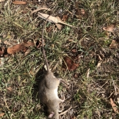 Rattus rattus (Black Rat) at Belconnen, ACT - 1 Mar 2023 by JohnGiacon