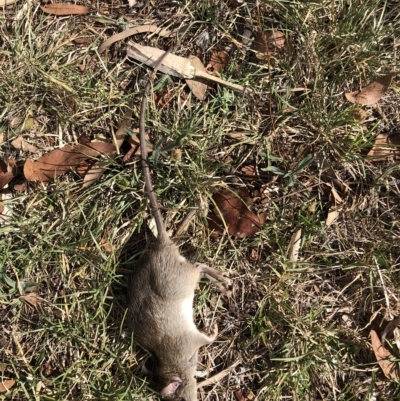 Rattus rattus (Black Rat) at Flea Bog Flat to Emu Creek Corridor - 1 Mar 2023 by JohnGiacon