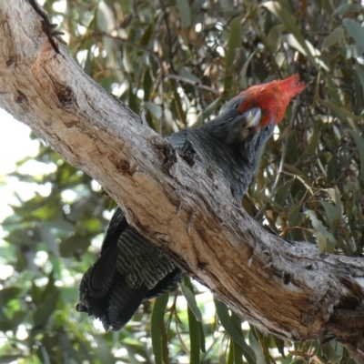 Callocephalon fimbriatum (Gang-gang Cockatoo) at Emu Creek - 5 Mar 2023 by JohnGiacon