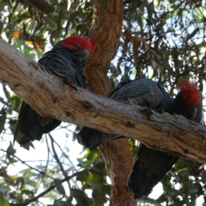 Callocephalon fimbriatum at Belconnen, ACT - suppressed