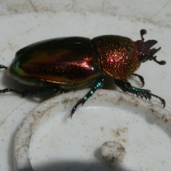 Lamprima aurata (Golden stag beetle) at Emu Creek - 5 Mar 2023 by JohnGiacon