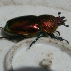 Lamprima aurata (Golden stag beetle) at Flea Bog Flat to Emu Creek Corridor - 5 Mar 2023 by JohnGiacon