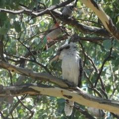 Dacelo novaeguineae (Laughing Kookaburra) at Flea Bog Flat to Emu Creek Corridor - 5 Mar 2023 by JohnGiacon