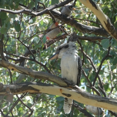 Dacelo novaeguineae (Laughing Kookaburra) at Flea Bog Flat to Emu Creek Corridor - 5 Mar 2023 by JohnGiacon