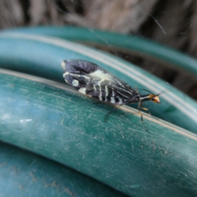 Porismus strigatus (Pied Lacewing) at Flea Bog Flat to Emu Creek Corridor - 5 Mar 2023 by JohnGiacon