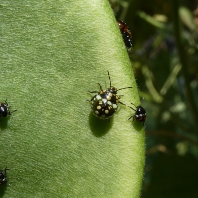 Nezara viridula (Green vegetable bug) at Emu Creek - 3 Mar 2023 by JohnGiacon