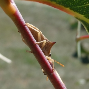 Pentatomidae (family) at Belconnen, ACT - 3 Mar 2023 03:51 PM