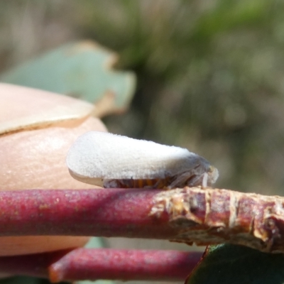 Anzora unicolor (Grey Planthopper) at Belconnen, ACT - 3 Mar 2023 by JohnGiacon