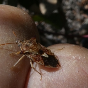 Oechalia schellenbergii at Belconnen, ACT - 3 Mar 2023