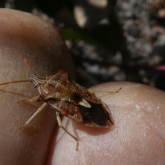 Oechalia schellenbergii (Spined Predatory Shield Bug) at Emu Creek - 3 Mar 2023 by JohnGiacon