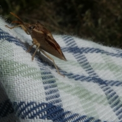 Oechalia schellenbergii at Belconnen, ACT - 3 Mar 2023