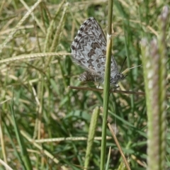 Lucia limbaria (Chequered Copper) at Belconnen, ACT - 3 Mar 2023 by JohnGiacon