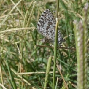 Lucia limbaria at Belconnen, ACT - 3 Mar 2023