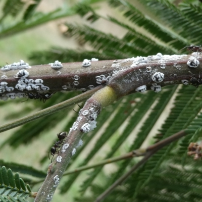 Melanococcus albizziae (Acacia Mealybug) at Flea Bog Flat to Emu Creek Corridor - 4 Mar 2023 by JohnGiacon