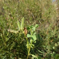 Oxalis thompsoniae (Fluffy-fruit Wood-sorrel) at Belconnen, ACT - 4 Mar 2023 by JohnGiacon