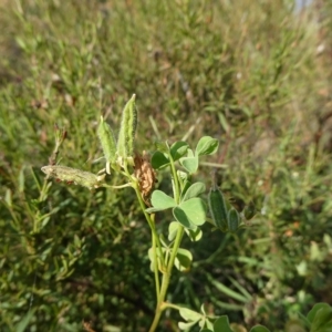 Oxalis thompsoniae at Belconnen, ACT - 4 Mar 2023