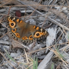 Junonia villida (Meadow Argus) at Belconnen, ACT - 4 Mar 2023 by JohnGiacon