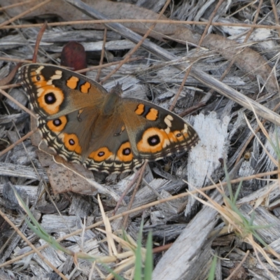 Junonia villida (Meadow Argus) at Belconnen, ACT - 4 Mar 2023 by JohnGiacon