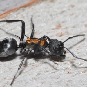 Polyrhachis ornata at Thorneside, QLD - 22 Feb 2023 11:36 AM