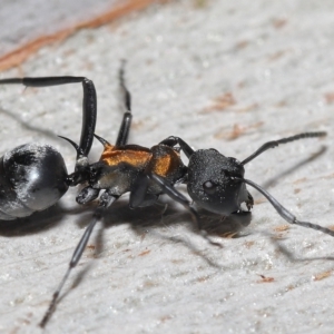 Polyrhachis ornata at Thorneside, QLD - 22 Feb 2023