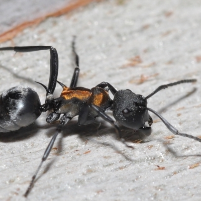 Unidentified Ant (Hymenoptera, Formicidae) at Thorneside, QLD - 22 Feb 2023 by TimL