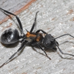 Polyrhachis ornata at Thorneside, QLD - 22 Feb 2023