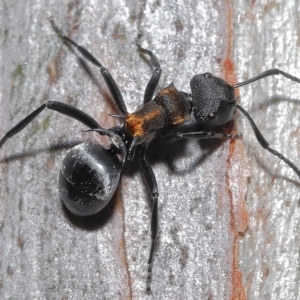 Polyrhachis ornata at Thorneside, QLD - 22 Feb 2023 11:36 AM
