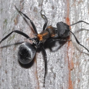 Polyrhachis ornata at Thorneside, QLD - 22 Feb 2023